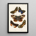 Insecta Lepidoptera Heterocera Pl 004 - Frederick DuCane Godman — quadro incorniciato alla parete