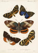 Insecta Lepidoptera Heterocera Pl 004 - Frederick DuCane Godman — vista dell’opera