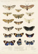 Insecta Lepidoptera Heterocera Pl 010 - Frederick DuCane Godman — vista dell’opera