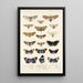 Insecta Lepidoptera Heterocera Pl 010 - Frederick DuCane Godman — quadro incorniciato alla parete