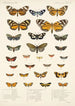 Insecta Lepidoptera Heterocera Pl 012 - Frederick DuCane Godman — vista dell’opera