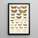 Insecta Lepidoptera Heterocera Pl 012 - Frederick DuCane Godman — quadro incorniciato alla parete