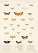 Insecta Lepidoptera Heterocera Pl 013 - Frederick DuCane Godman — vista dell’opera