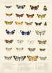 Insecta Lepidoptera Heterocera Pl 014 - Frederick DuCane Godman — vista dell’opera
