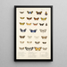 Insecta Lepidoptera Heterocera Pl 014 - Frederick DuCane Godman — quadro incorniciato alla parete