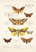 Insecta Lepidoptera Heterocera Pl 015 - Frederick DuCane Godman — vista dell’opera