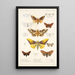 Insecta Lepidoptera Heterocera Pl 015 - Frederick DuCane Godman — quadro incorniciato alla parete