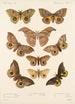 Insecta Lepidoptera Heterocera Pl 017 - Frederick DuCane Godman — vista dell’opera