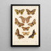 Insecta Lepidoptera Heterocera Pl 017 - Frederick DuCane Godman — quadro incorniciato alla parete