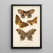 Insecta Lepidoptera Heterocera Pl 018 - Frederick DuCane Godman — quadro incorniciato alla parete