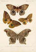 Insecta Lepidoptera Heterocera Pl 018 - Frederick DuCane Godman — vista dell’opera