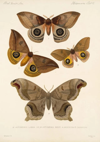 Frederick DuCane Godman - Insecta LepidopteraHeterocera Pl 018.webp