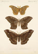 Insecta Lepidoptera Heterocera Pl 019 - Frederick DuCane Godman — vista dell’opera