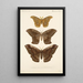 Insecta Lepidoptera Heterocera Pl 019 - Frederick DuCane Godman — quadro incorniciato alla parete