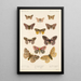 Insecta Lepidoptera Heterocera Pl 020 - Frederick DuCane Godman — quadro incorniciato alla parete