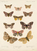 Insecta Lepidoptera Heterocera Pl 020 - Frederick DuCane Godman — vista dell’opera