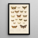 Insecta Lepidoptera Heterocera Pl 022 - Frederick DuCane Godman — quadro incorniciato alla parete
