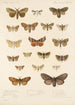 Insecta Lepidoptera Heterocera Pl 022 - Frederick DuCane Godman — vista dell’opera
