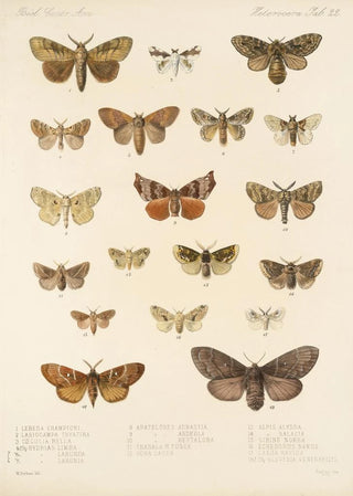 Frederick DuCane Godman - Insecta LepidopteraHeterocera Pl 022.webp