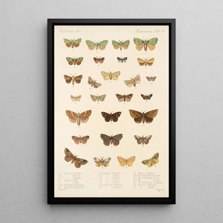 Frederick DuCane Godman - Insecta LepidopteraHeterocera Pl 023.webp