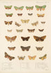 Insecta Lepidoptera Heterocera Pl 023 - Frederick DuCane Godman — vista dell’opera