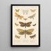 Insecta Lepidoptera Heterocera Pl 024 - Frederick DuCane Godman — quadro incorniciato alla parete