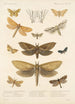 Insecta Lepidoptera Heterocera Pl 024 - Frederick DuCane Godman — vista dell’opera