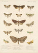 Insecta Lepidoptera Heterocera Pl 025 - Frederick DuCane Godman — vista dell’opera