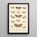 Insecta Lepidoptera Heterocera Pl 025 - Frederick DuCane Godman — quadro incorniciato alla parete