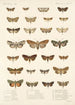 Insecta Lepidoptera Heterocera Pl 027 - Frederick DuCane Godman — vista dell’opera