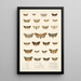 Insecta Lepidoptera Heterocera Pl 027 - Frederick DuCane Godman — quadro incorniciato alla parete