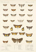 Insecta Lepidoptera Heterocera Pl 030 - Frederick DuCane Godman — vista dell’opera