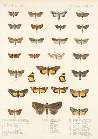 Frederick DuCane Godman - Insecta LepidopteraHeterocera Pl 030.webp
