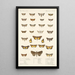Insecta Lepidoptera Heterocera Pl 030 - Frederick DuCane Godman — quadro incorniciato alla parete