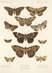 Insecta Lepidoptera Heterocera Pl 032 - Frederick DuCane Godman — vista dell’opera