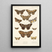 Insecta Lepidoptera Heterocera Pl 032 - Frederick DuCane Godman — quadro incorniciato alla parete