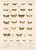 Insecta Lepidoptera Heterocera Pl 040 - Frederick DuCane Godman — vista dell’opera