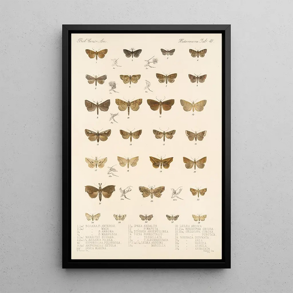 Frederick DuCane Godman - Insecta LepidopteraHeterocera Pl 040.webp