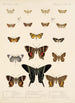 Insecta Lepidoptera Heterocera Pl 041 - Frederick DuCane Godman — vista dell’opera