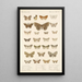 Insecta Lepidoptera Heterocera Pl 048 - Frederick DuCane Godman — quadro incorniciato alla parete