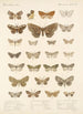 Insecta Lepidoptera Heterocera Pl 048 - Frederick DuCane Godman — vista dell’opera