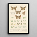 Insecta Lepidoptera Heterocera Pl 049 - Frederick DuCane Godman — quadro incorniciato alla parete