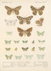 Insecta Lepidoptera Heterocera Pl 049 - Frederick DuCane Godman — vista dell’opera