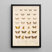 Insecta Lepidoptera Heterocera Pl 055 - Frederick DuCane Godman — quadro incorniciato alla parete