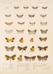 Insecta Lepidoptera Heterocera Pl 055 - Frederick DuCane Godman — vista dell’opera