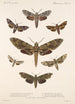 Insecta Lepidoptera Heterocera Pl 065 - Frederick DuCane Godman — vista dell’opera