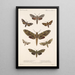 Insecta Lepidoptera Heterocera Pl 065 - Frederick DuCane Godman — quadro incorniciato alla parete