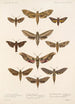 Insecta Lepidoptera Heterocera Pl 066 - Frederick DuCane Godman — vista dell’opera