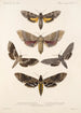 Insecta Lepidoptera Heterocera Pl 067 - Frederick DuCane Godman — vista dell’opera