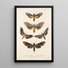 Insecta Lepidoptera Heterocera Pl 067 - Frederick DuCane Godman — quadro incorniciato alla parete